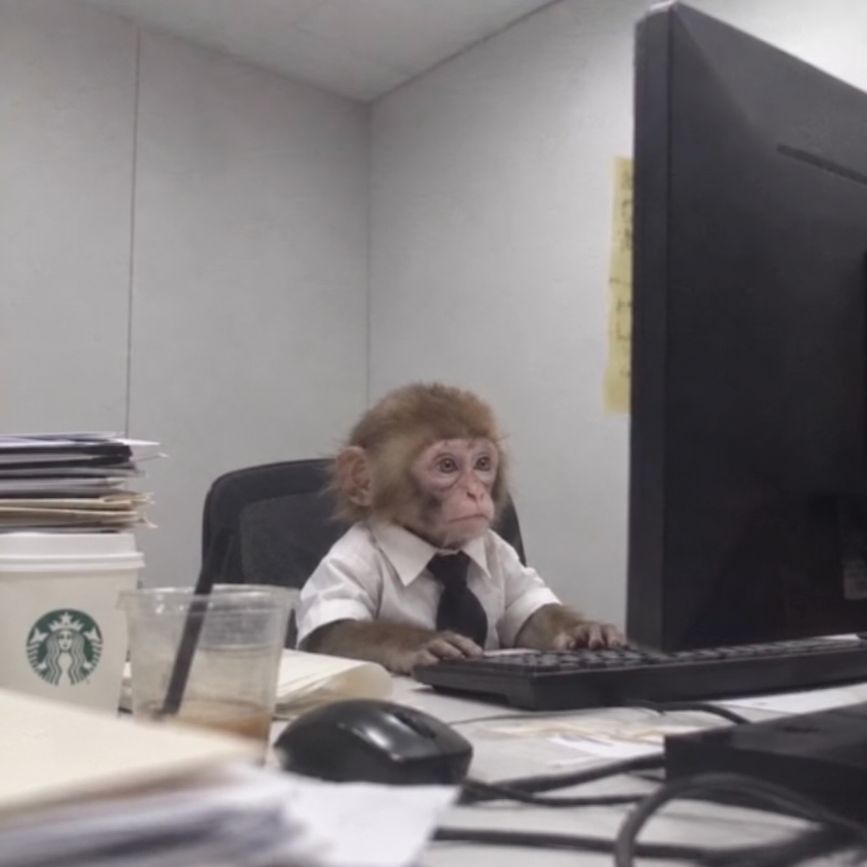 Wage Monkey looking exhausted at his office keyboard